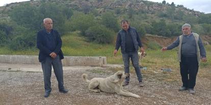 Başıboş sokak köpekleri dehşeti: Buzağıyı parçaladı, sahiplerine saldırdılar