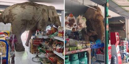 Züccaciye dükkanına giren fil deyimi gerçekleşti: Markete girip abur cuburları yedi