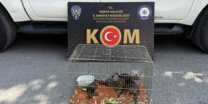 Sonunda bu da oldu. Konya'da yasadışı sincap operasyonu düzenlendi