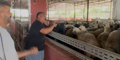 Kurbanlıklara terapi: Davullu zurnalı şarkı söylediler