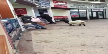 Bu da oldu! Otogara giren inatçı keçi paraları alıp kaçtı