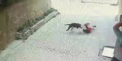 İstanbul'da vahşi köpek dehşeti: Pitbull çocuğa saldırdı