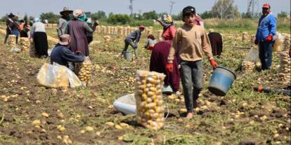 Sanki patates yılındayız: Kilosu 7 lira ama alan yok... Ürünler tarlada kaldı