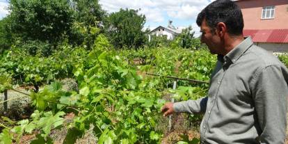 Yaprak sarmanız bu yıl pahalıya mal olacak: Kilosu cep yakıyor