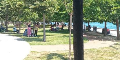 İstanbul'un park ve bahçelerinde ıhlamur hasadı: Vatandaş ihtiyacını bedava tedarik ediyor