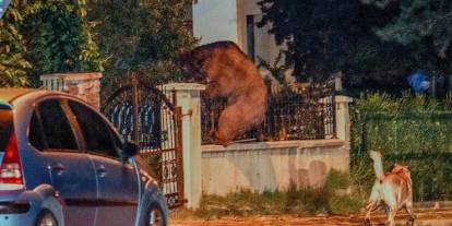 Başkent sokaklarında ayı gezdi