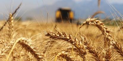 Karapınar'da 2025 hububat hasat sezonu açıldı