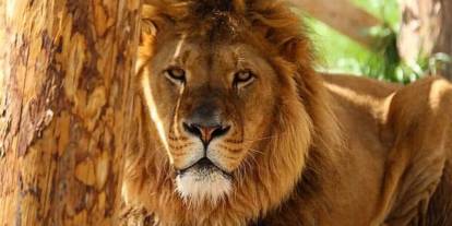 Bir kişiyi ağır yaraladı: Manavgat'ta aslan firarda