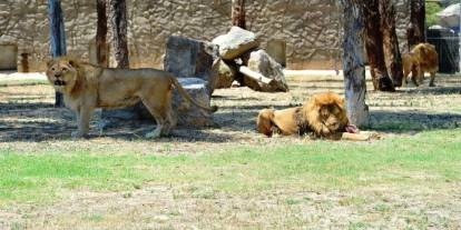 Bu ke  de İzmir'de aslan vahşeti: Başka bir aslanı öldürdü