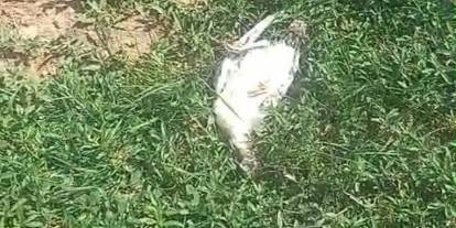 Ağrı'da başıboş köpek dehşeti: Hindi ve tavuk telef oldu
