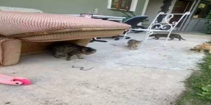 Kediler yavru yılanla böyle oynadı. İlginç anlar kamerada