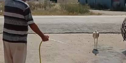 Sıcaktan bunalan leyleği hortumla serinletti