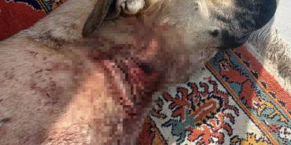 Türkiye'de yaban domuzu sorunu büyüyor: Domuzlar köpeklere saldırdı