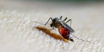 Chikungunya virüsü: Dünya genelinde korkunç salgın uyarısı