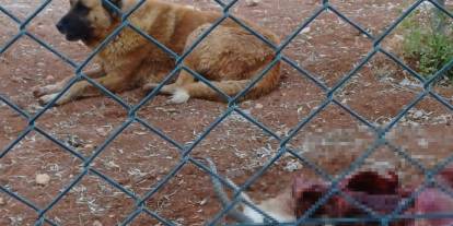 Başıboş köpek kaosu devam ediyor. Koruma altındaki türü katlettiler