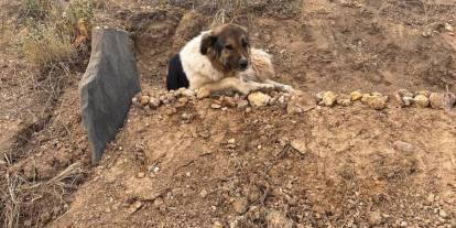 Hakkari'de göz yaşartan bir Haçiko olayı: Ölen sahibinin mezarı başından ayrılmıyor