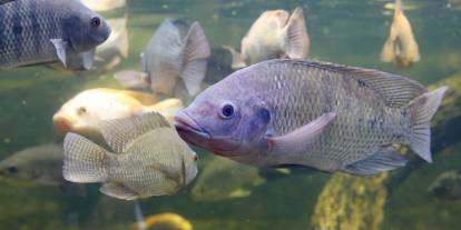 Denizi olmayan Konya'da dünyanın en gözde balığı üretiliyor. Tilapia türü nedir?