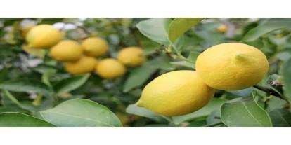 Limon bütün zamları solladı: Tane fiyatı dudak uçuklatıyor