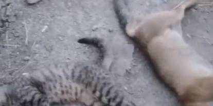 Yüksekova'da vahşet: 10 köpek, 5 kedi ve 3 tilki ölüsü bulundu