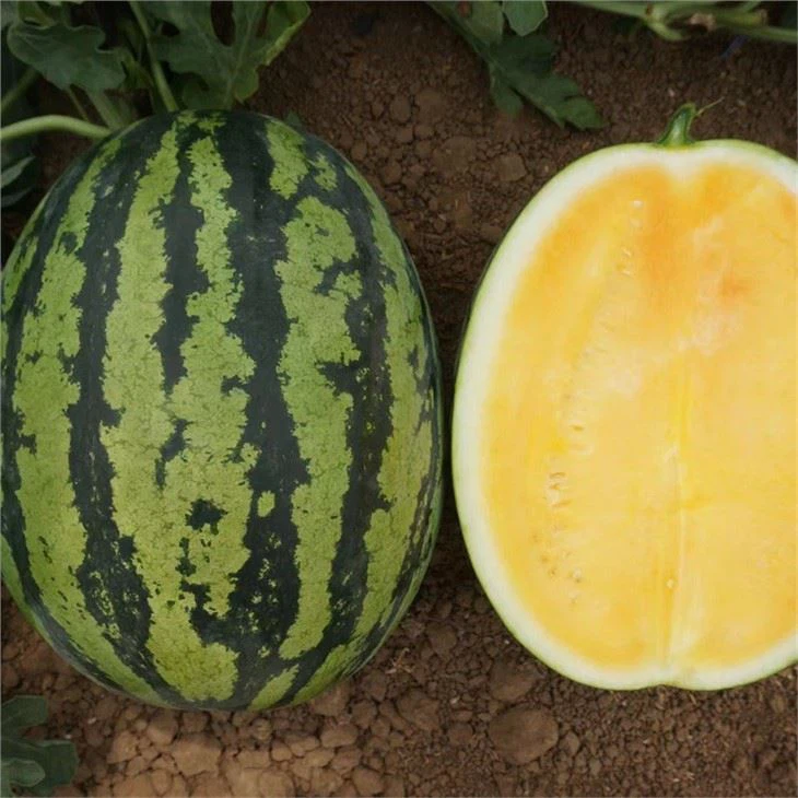 yellow-watermelon-seeds03561643979.webp