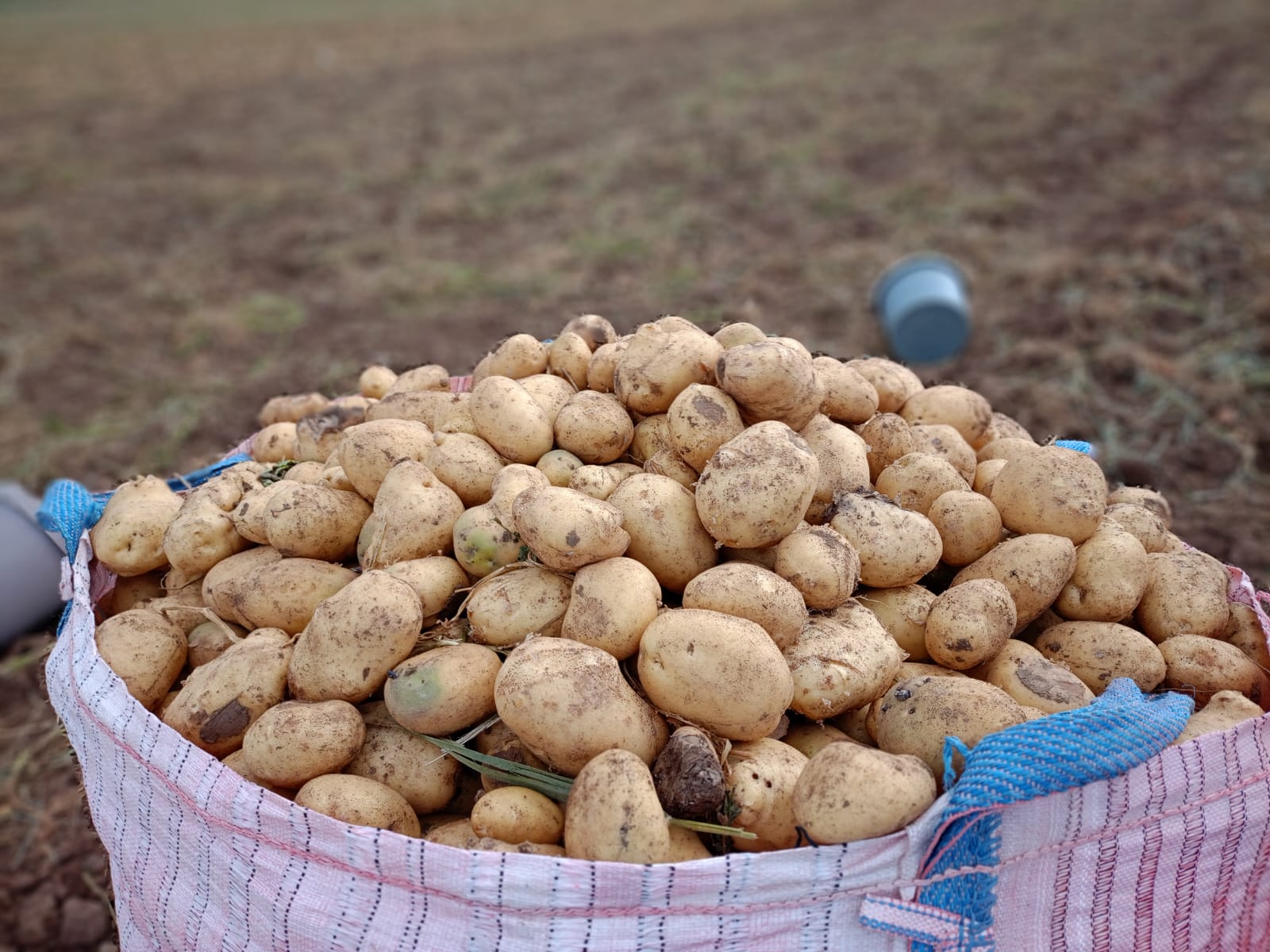 beysehir-patates.jpg