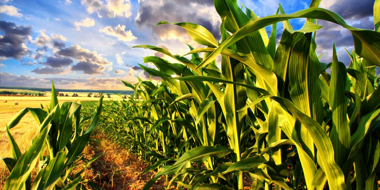 about-us-corn-field.webp