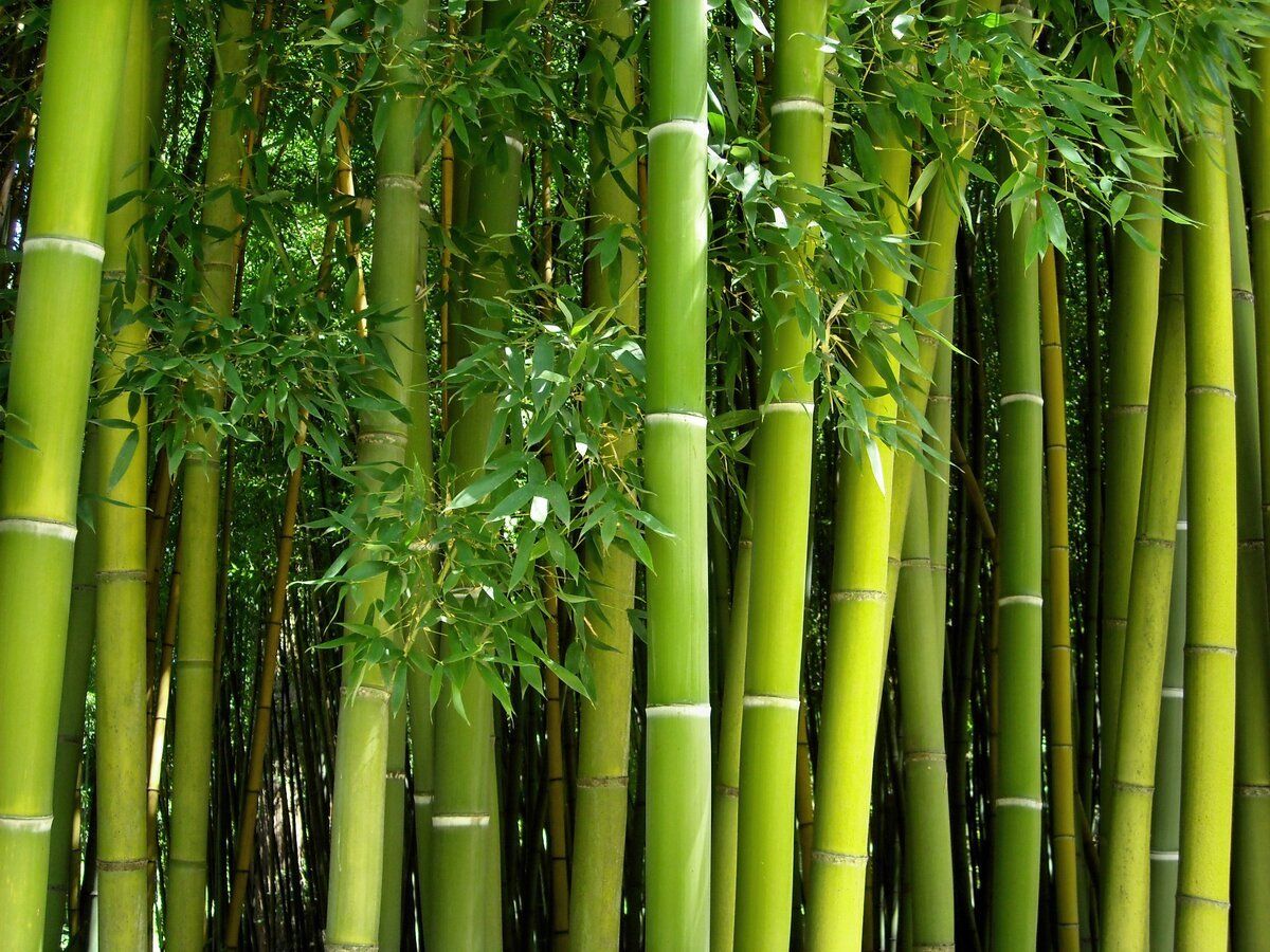 bambu-agaci.jpg