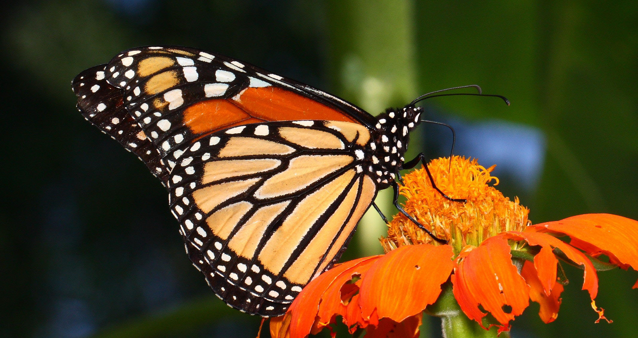 monarch-1200-2022-001.jpg