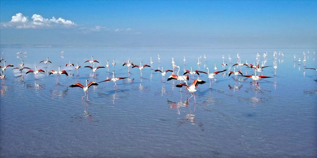 tuz-golu-flamingo-konya.jpg