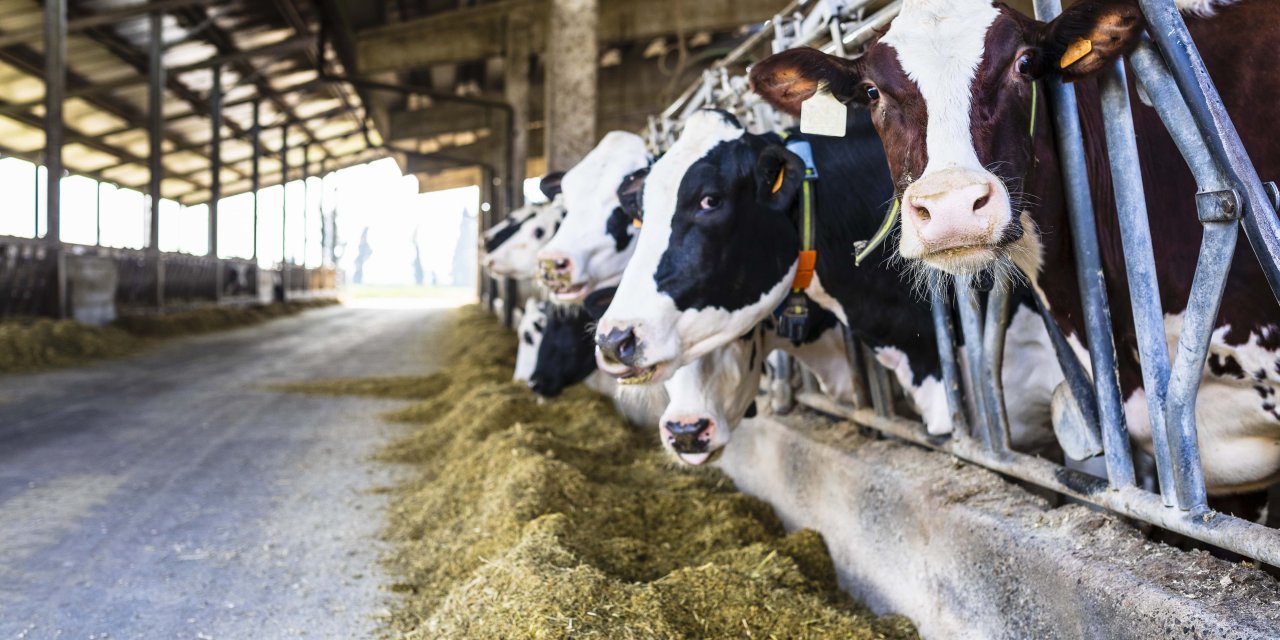 dairy-feeding.jpg