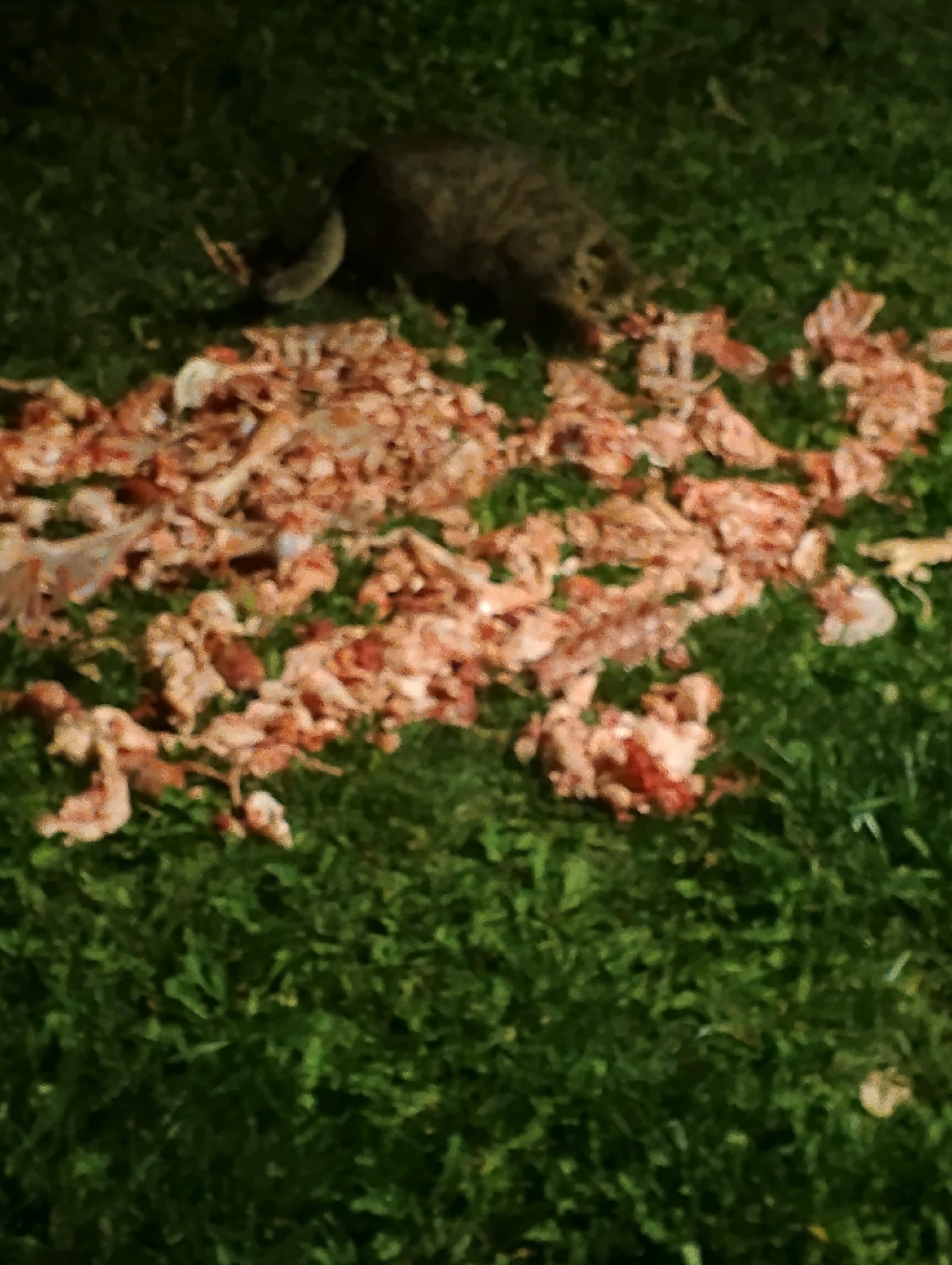 evliyacelebi-parki-cig-et-problemi-buyuk-osrunlara-gebe.jpg