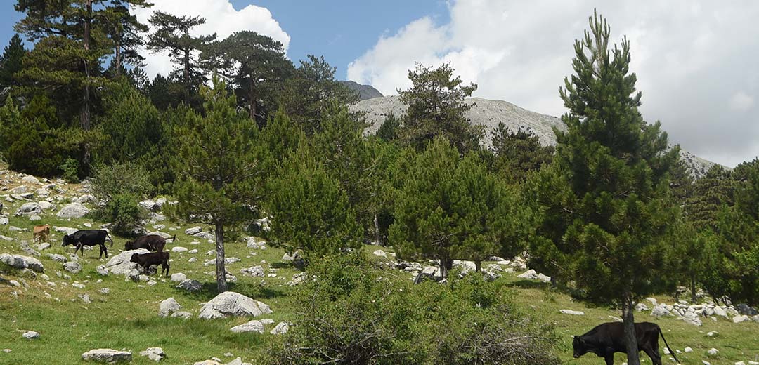 konya-islibucak.jpg