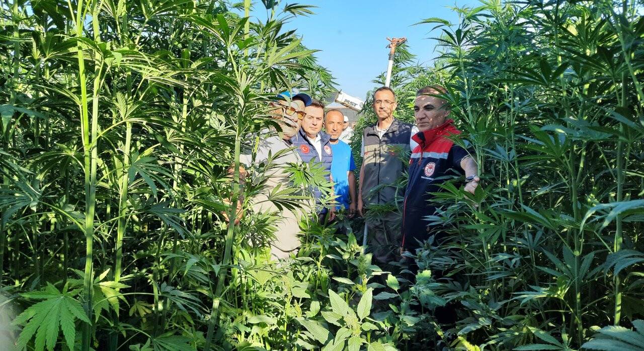 konyanin-cumra-ilceisnde-kenevir-ekimi-devmam-ediyor.jpeg