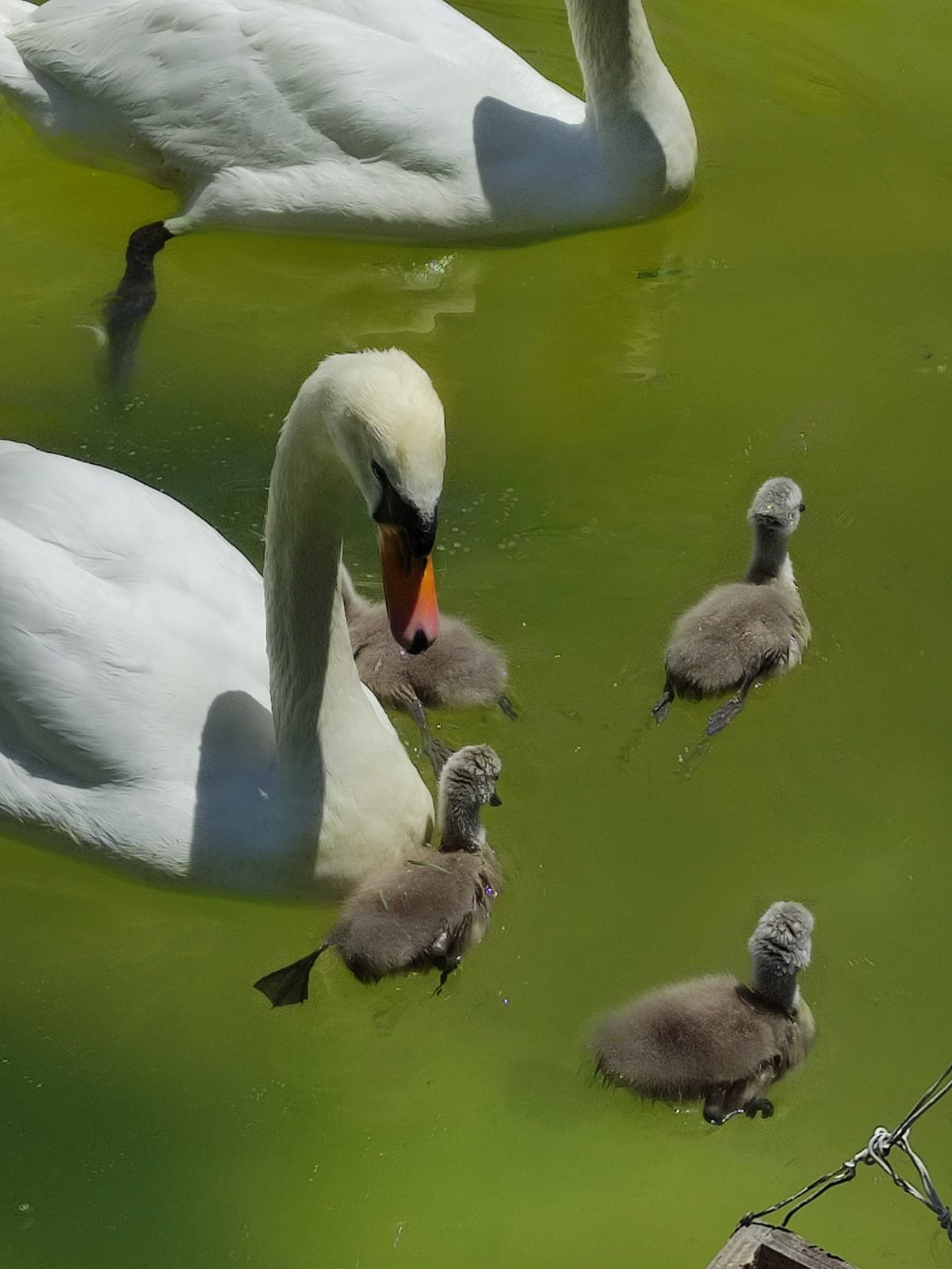 kulturpark-havuz-kugu-4.jpeg