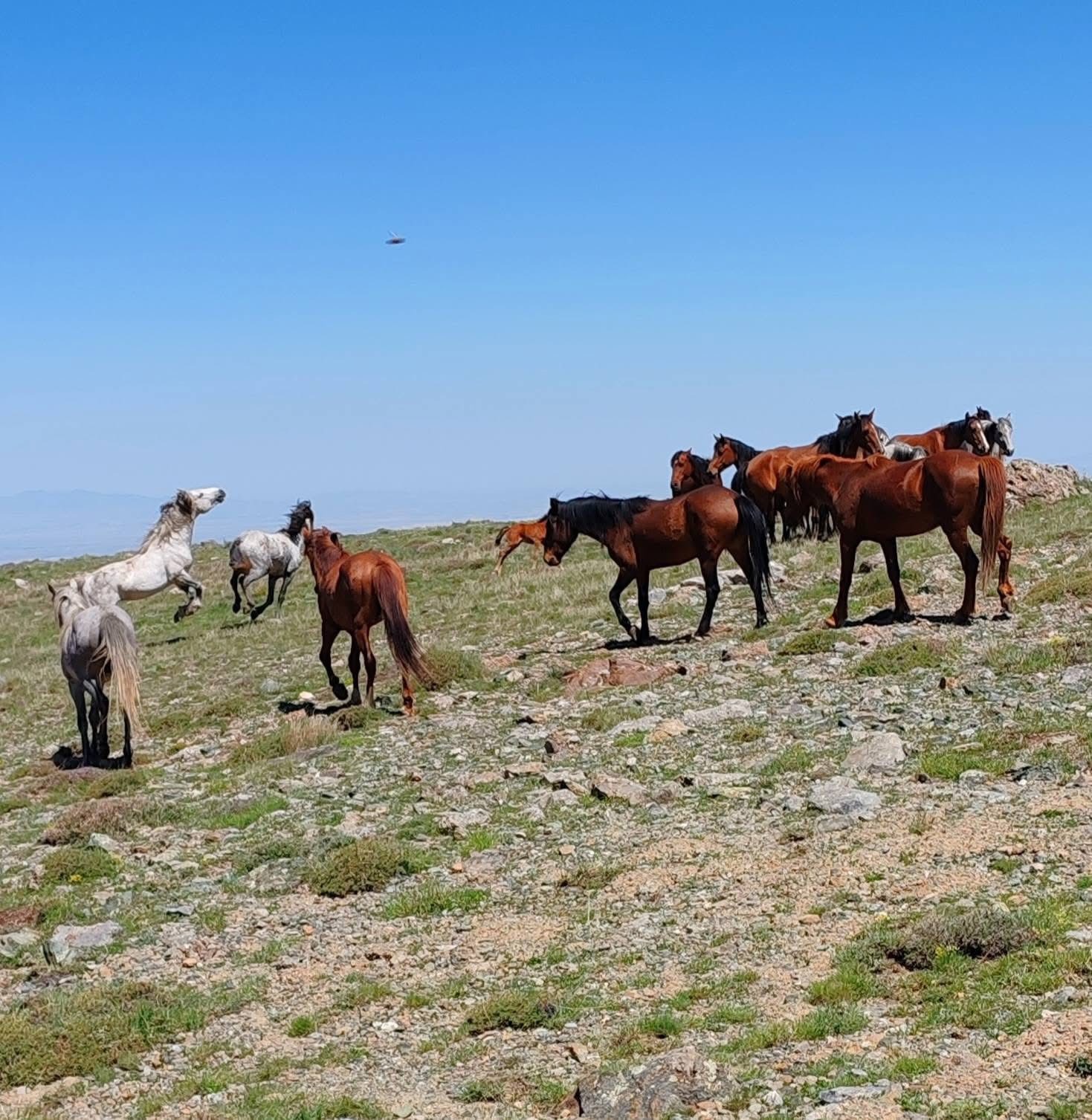 yilki-atlari-konya-1.jpeg